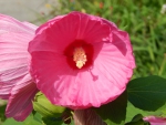 Bright Hot Pink Flower