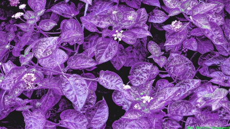 Purple - leaves, nature, purple, flowers