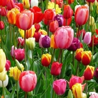 Colourful Tulips!