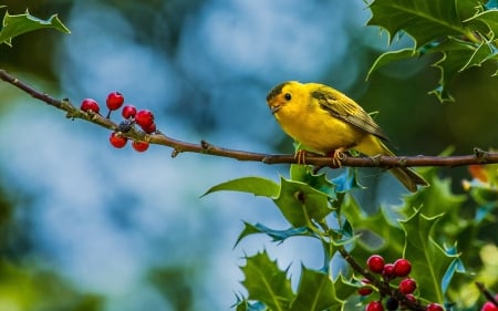 Bird - bird, animal, nature, wood