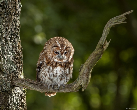 Owl - animal, nature, owl, bird