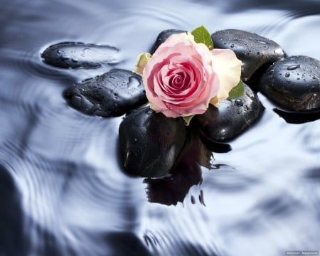 Rose in water - Rose, Stone, Pink, Water