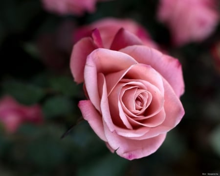 Pink rose for dear Inspi - Rose, Pink, Flower, Nature