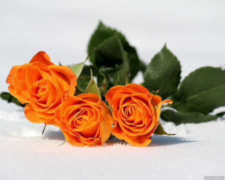 Orange rose for dear Adi - nature, colour, rose, flower