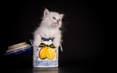 *** Kitten in jar ***