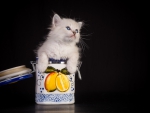 *** Kitten in jar ***