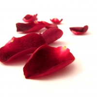 Rose Petals