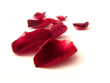 Rose Petals - decoration, rose, flower, petals