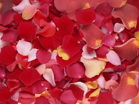 Rose Petals - romantic, rose, flower, petals