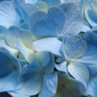 Blue Flowers