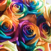 Colourful Roses