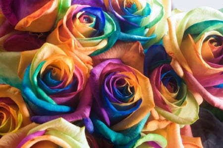 Colourful Roses - flowers, colours, roses, colourful