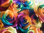 Colourful Roses