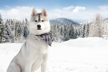 Husky - trees, husky, winter, splendor, snow, dog, dog face, winter time, dogs, mountains, animals