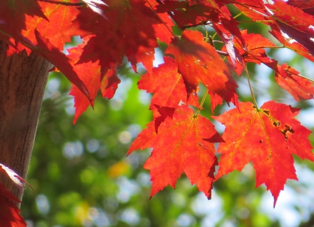 Leaves in Glow of Red - harvest, leaves, tree, fall, nature, autumn, leaf, october, september