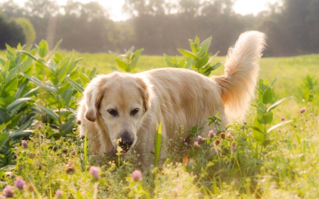 *** Dog on the meadow *** - animal, animals, meadow, dogs, dog