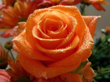 Desire - orange, dew, rose, flower