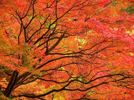 October branches - red, orange, tree, branches, autumn