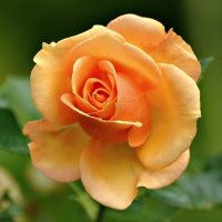 Peachy rose