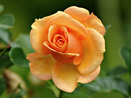 Peachy rose - rose, flower, single, peach