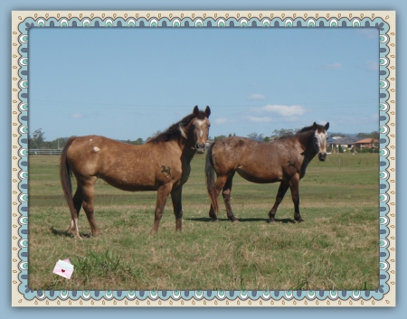 Country living horses