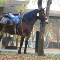 California Police Horse