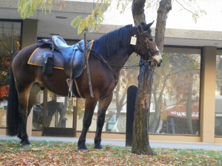 California Police Horse - police horse, california, horse, america, photography, beautiful