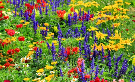 Field of colorful flowers - nice, fresh, freshness, colorful, summer, field, meadow, lovely, spring, nature, pretty, beautiful, mix, flowers, grass