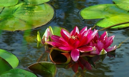 Water lily - greenery, water, pond, beautiful, lovely, flower, reflection, leaves, lily, nature, red, lake, nice