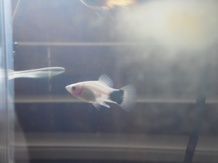 Cute Fish Photography - fish, pets, cute, photography