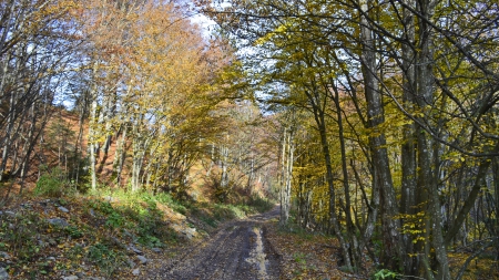 Autumn 2 - forest, path, beauty, colours, trees, autumn