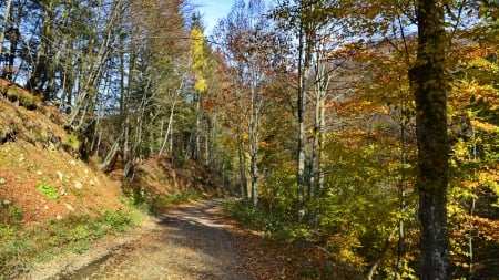 Autumn 4 - path, colors, forest, autumn