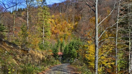 Autumn 5 - autumn, niceplace, forest, path