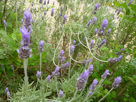 Lavender - nature, plants, bushes, lavender