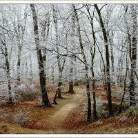 Frosty Woods