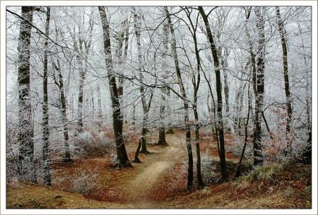 Frosty Woods - Trees, Freeze, Winter, Woods, Frost