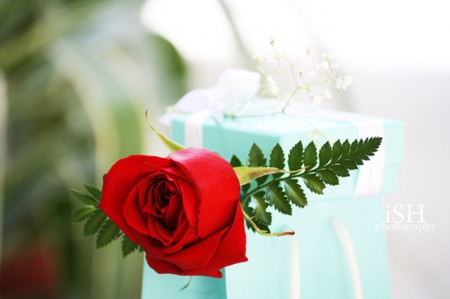 I give you a rose redhead... - one, passion, for u, wedding bride, rose, gift, red roses, love