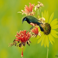 BIRD ON FLOWERS