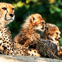 Family Cheetah
