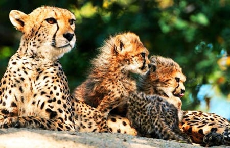 Family Cheetah - parents, wildlife, predator, cub