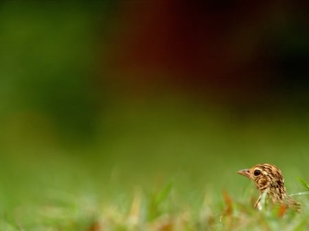 Bush Lark - animal, lark, bush, bird