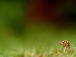 Bush Lark