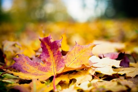 Autumn! - nature, leaf, autumn, photography