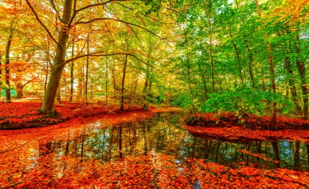 October - pretty, reflection, leaves, golden, nice, falling, branches, beautiful, mirrored, colors, lovely, tree, fall, glow, colorful, nature, autumn, october, foliage, shine