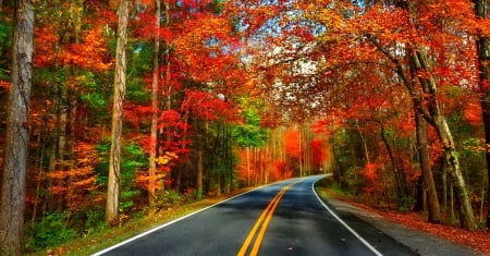 October - pretty, reflection, leaves, golden, nice, falling, branches, beautiful, mirrored, colors, lovely, tree, fall, glow, colorful, nature, autumn, october, foliage, shine