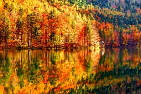 October - pretty, reflection, leaves, golden, nice, falling, branches, beautiful, mirrored, colors, lovely, tree, fall, glow, colorful, nature, autumn, october, foliage, shine