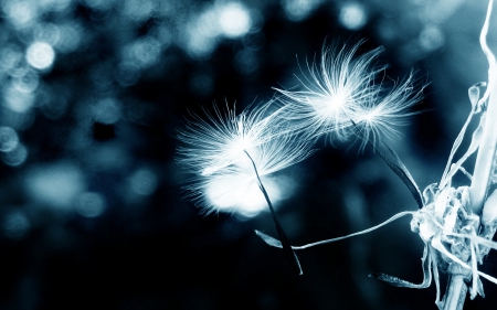 Dandelion - flower, dandelion, nature, plant