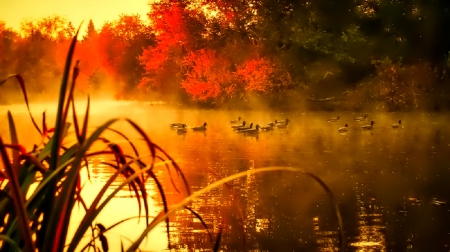 October - pretty, reflection, leaves, golden, nice, falling, branches, beautiful, mirrored, colors, lovely, tree, fall, glow, colorful, nature, autumn, october, foliage, shine