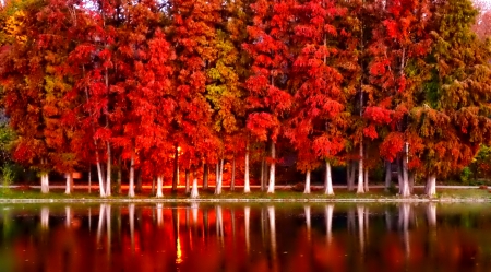 October - falling, foliage, beautiful, leaves, october, golden, tree, nature, autumn, colorful, shine, fall, glow, pretty, mirrored, branches, reflection, nice, lovely, colors