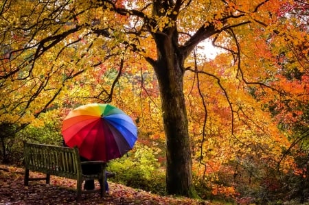 October - falling, foliage, beautiful, leaves, october, golden, tree, nature, autumn, colorful, shine, fall, glow, pretty, mirrored, branches, reflection, nice, lovely, colors